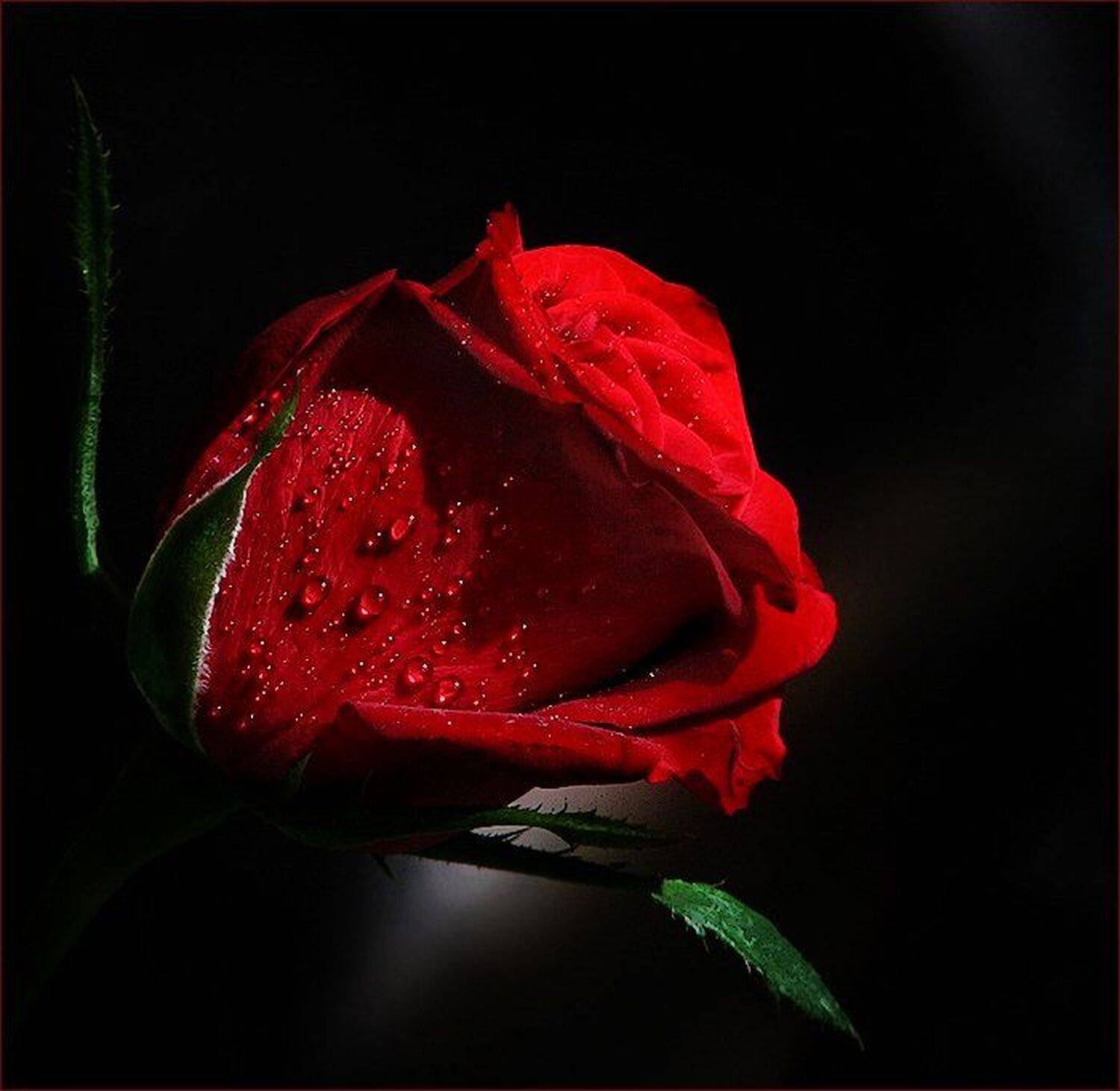 , Ирина Костова