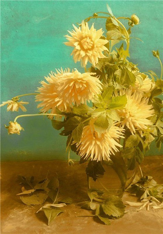 Георгины фото превью