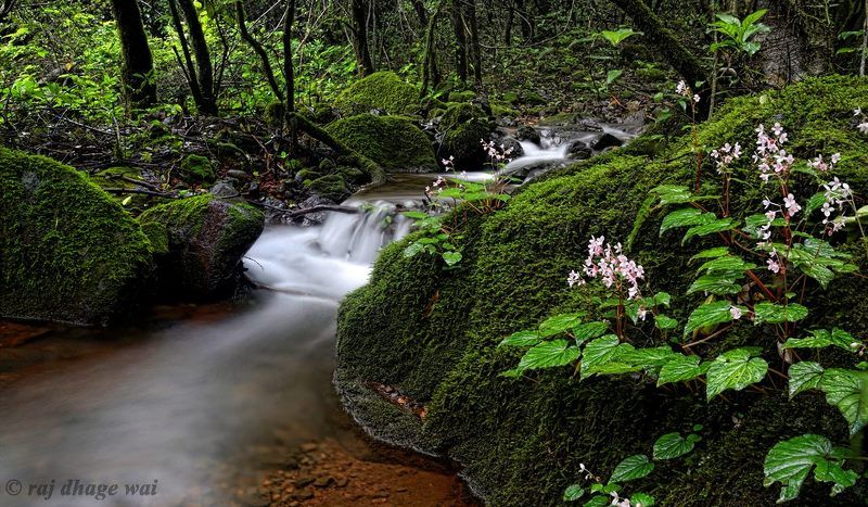 Jambhali nature фото превью