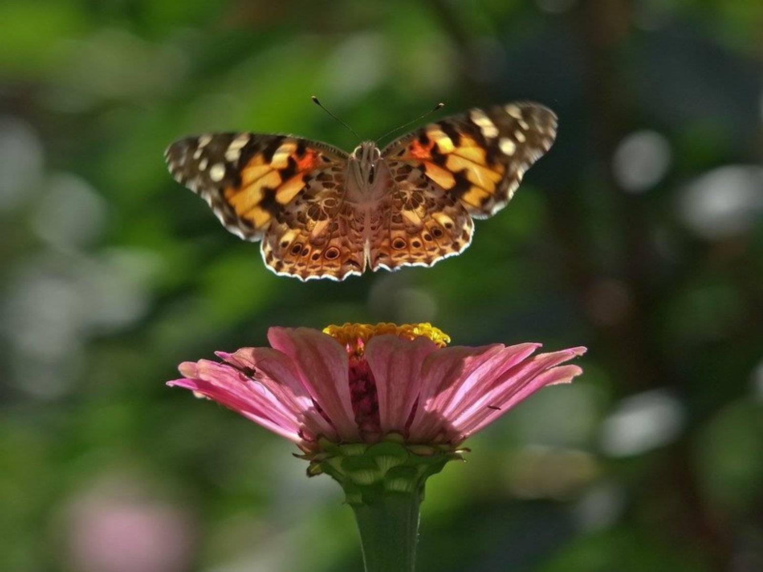взлет, Вячеслав Мищенко