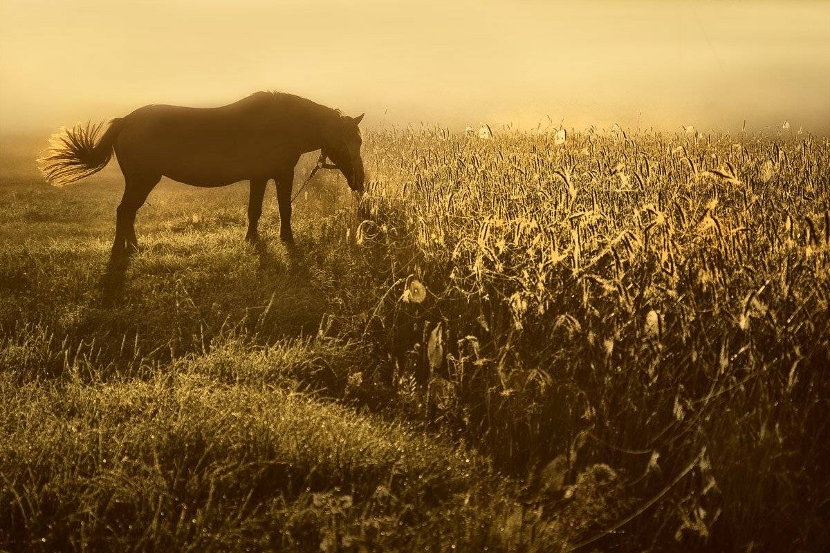 , Rimantas Bikulcius