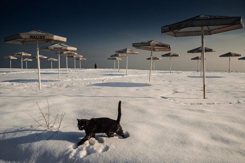 Кот пришёл загорать , но не вписался в сезон