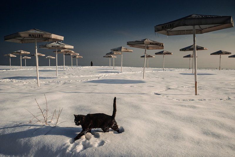 Одесса Кот пришёл загорать , но не вписался в сезон фото превью