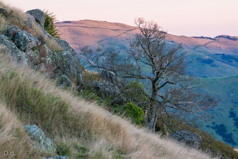 Gentle evening light фото превью