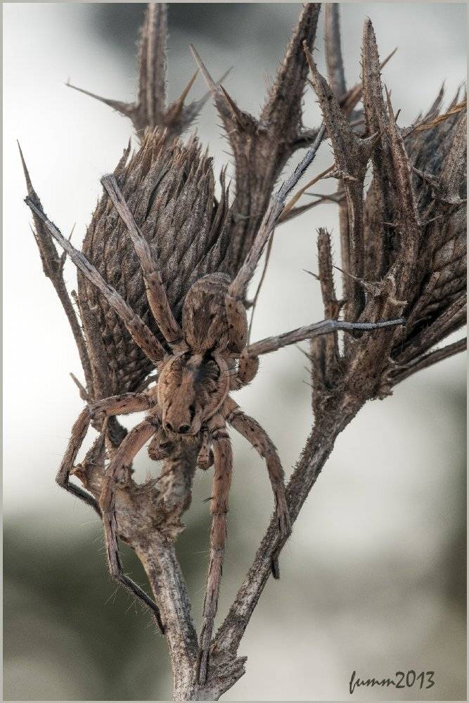 , Игорь ФУММ