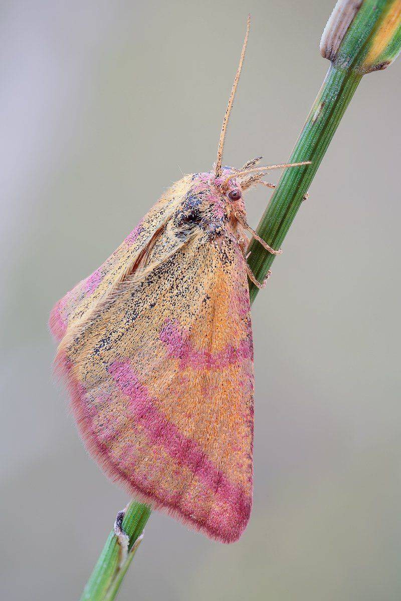 , Вадим Ходаковский