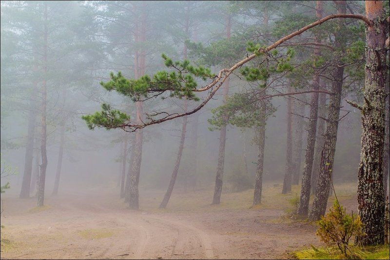 После дождя.... фото превью