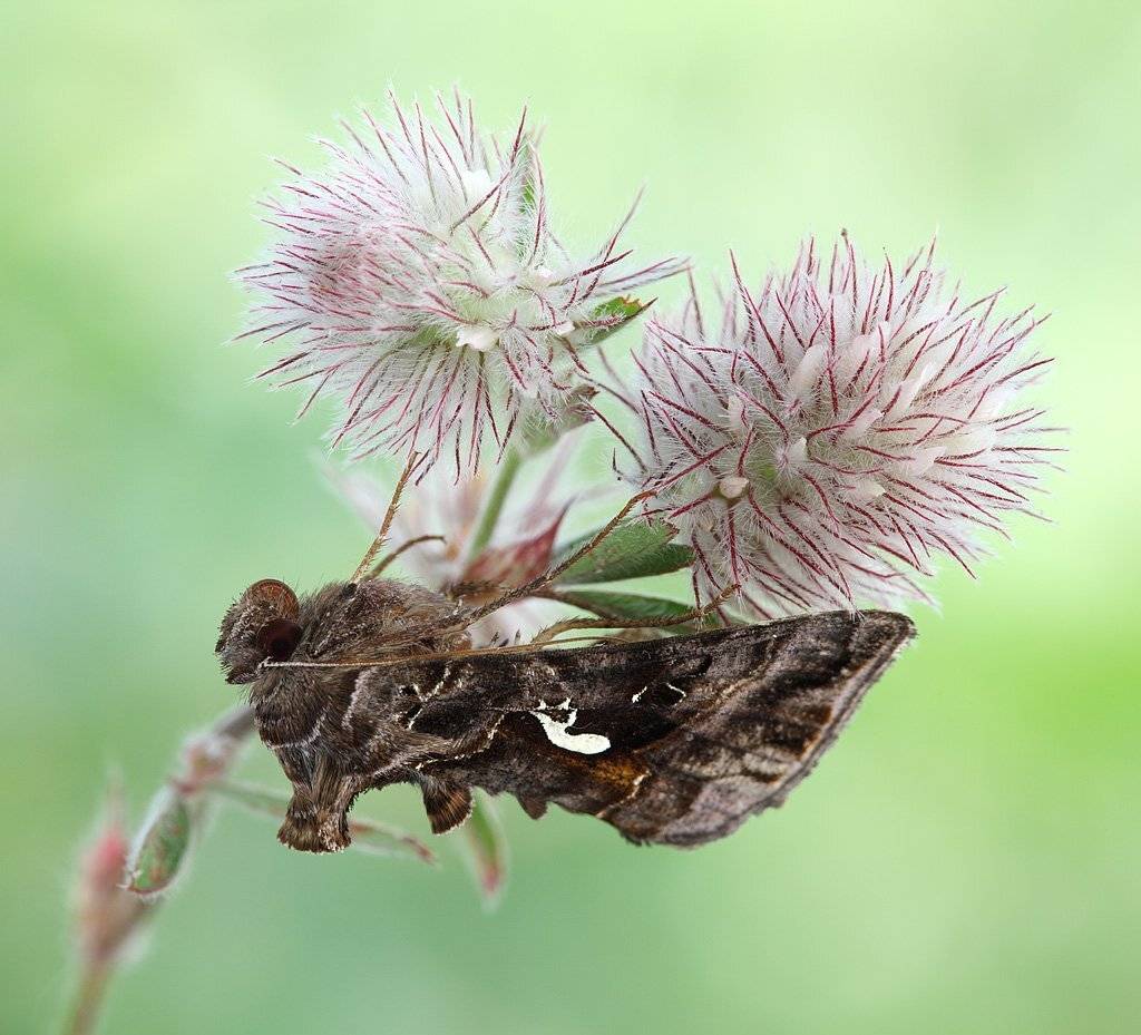 , Сергей Таланов