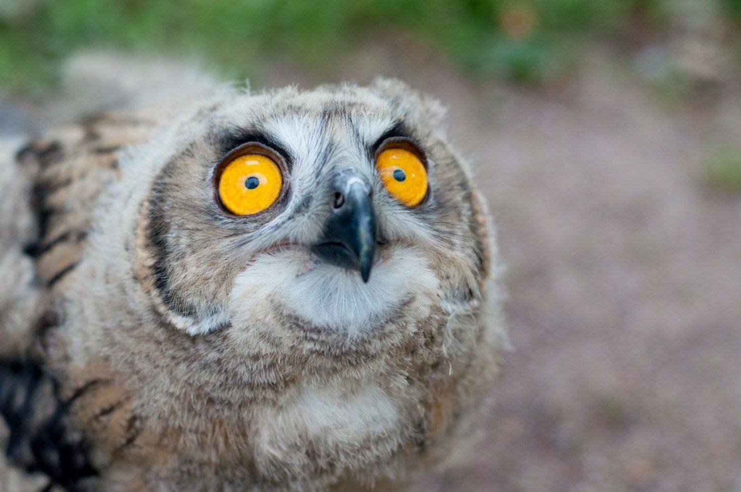 , Самойлова Анастасия