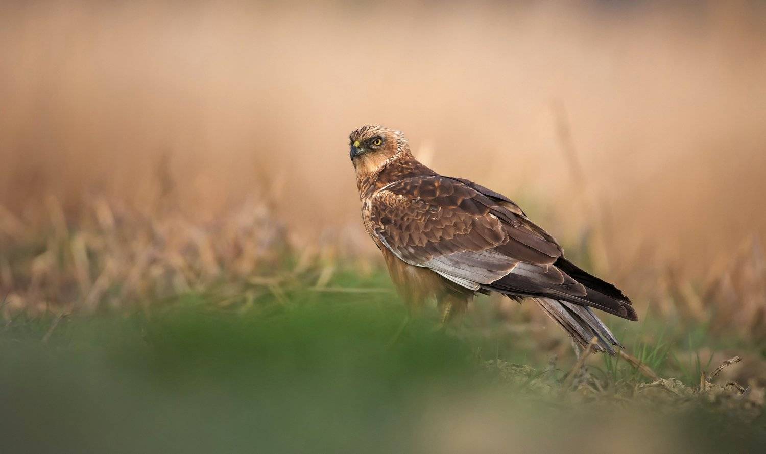 błotniak, Grzegorz Dąbrowski