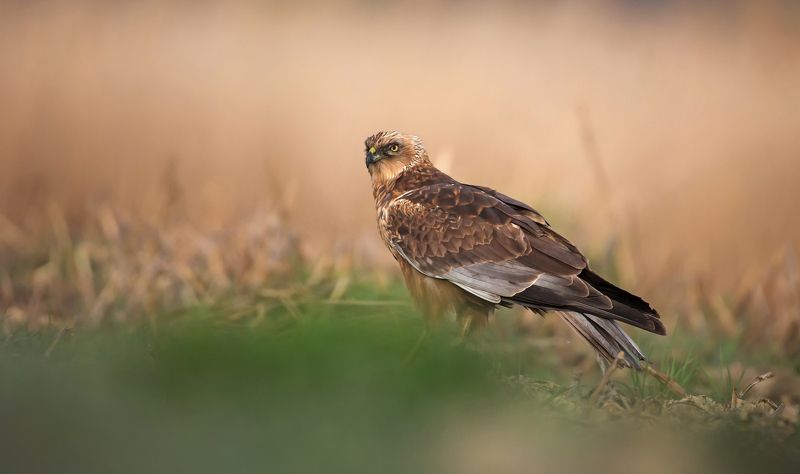błotniak błotniak stawowy фото превью