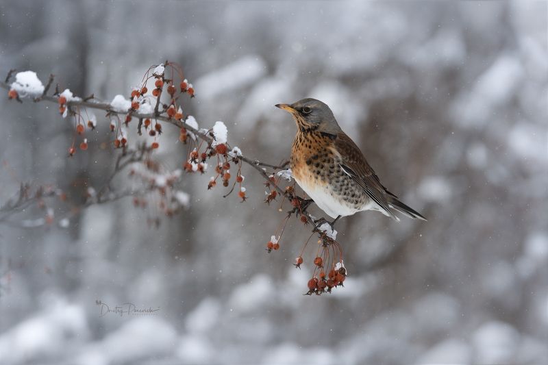 Роскошный завтрак фото превью