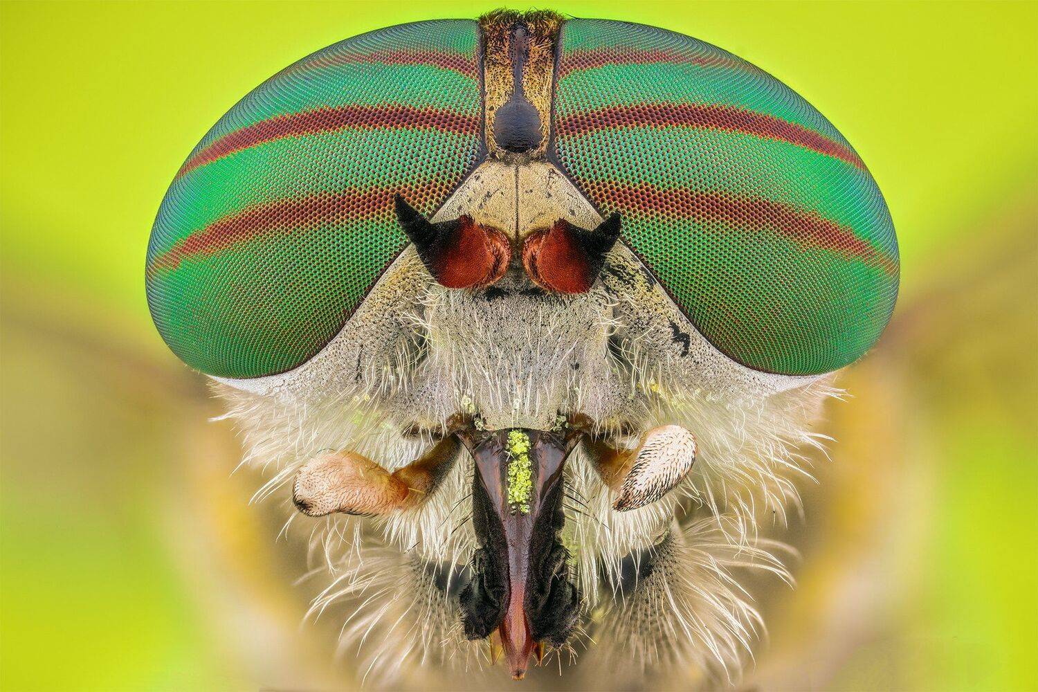 ceclii, macro, nikon d3400, lomo 3.7, Tsvetan Ganev