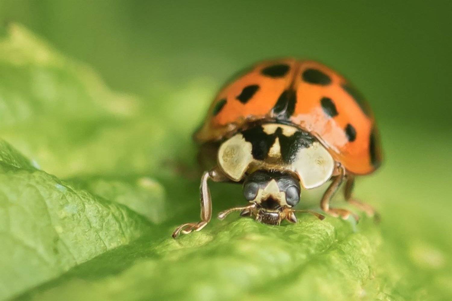 божья коровка, насекомое, макро, macro, ladybug, Марина Хилько