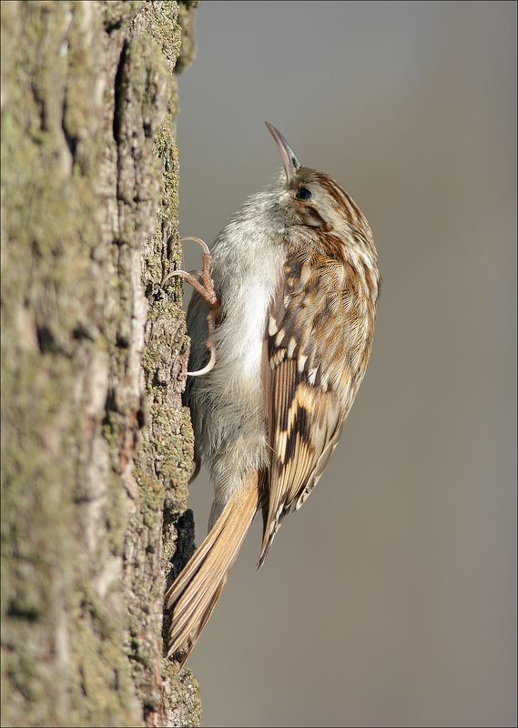 пищуха Пищуха фото превью
