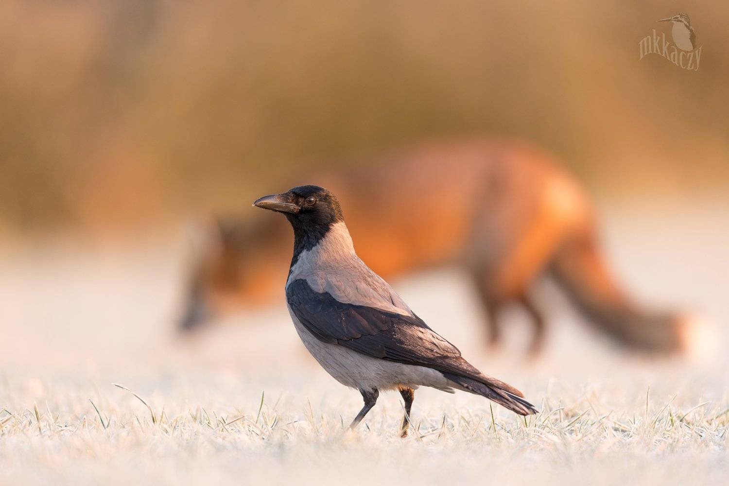 , Marcin Kaczmarkiewicz