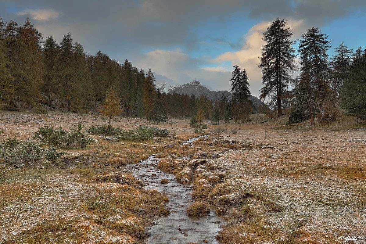 swiss, Матвеев Николай