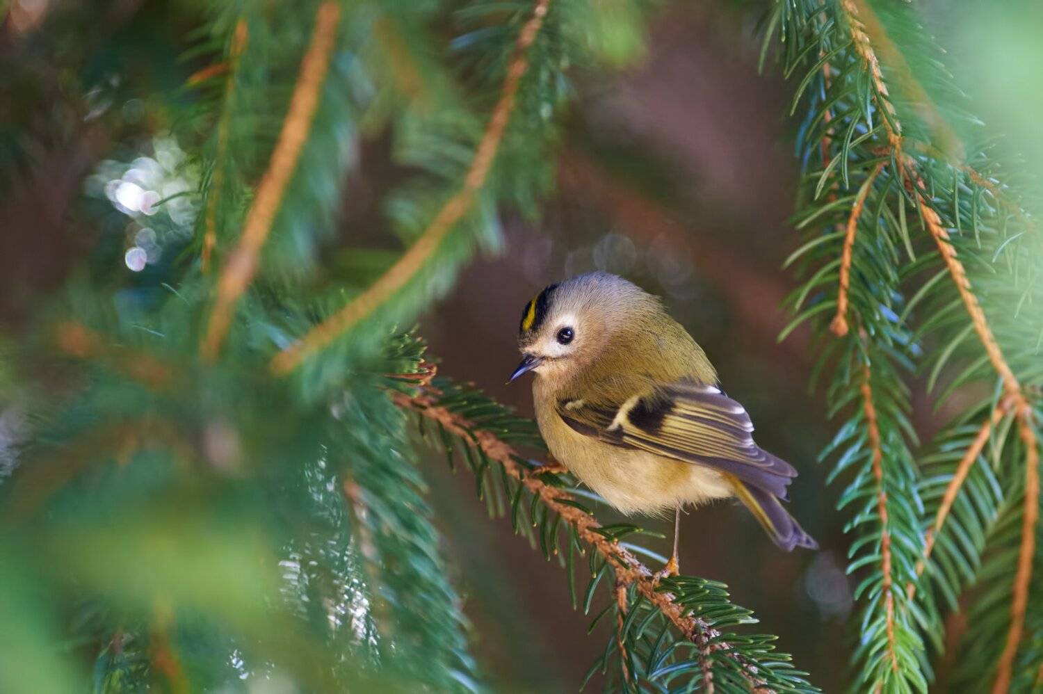 nature, wildlife, birds, Калин Ботев