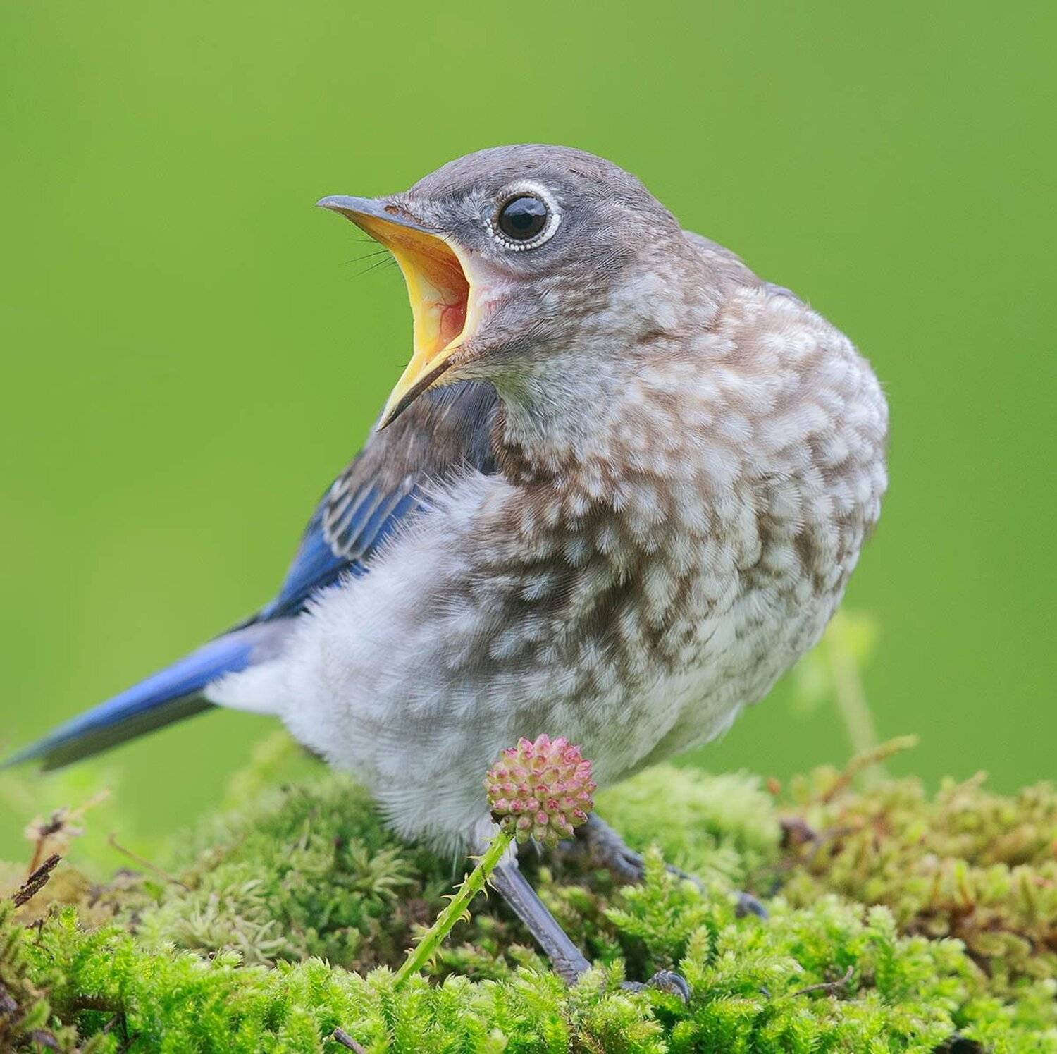 восточная сиалия, eastern bluebird, bluebird, Elizabeth Etkind