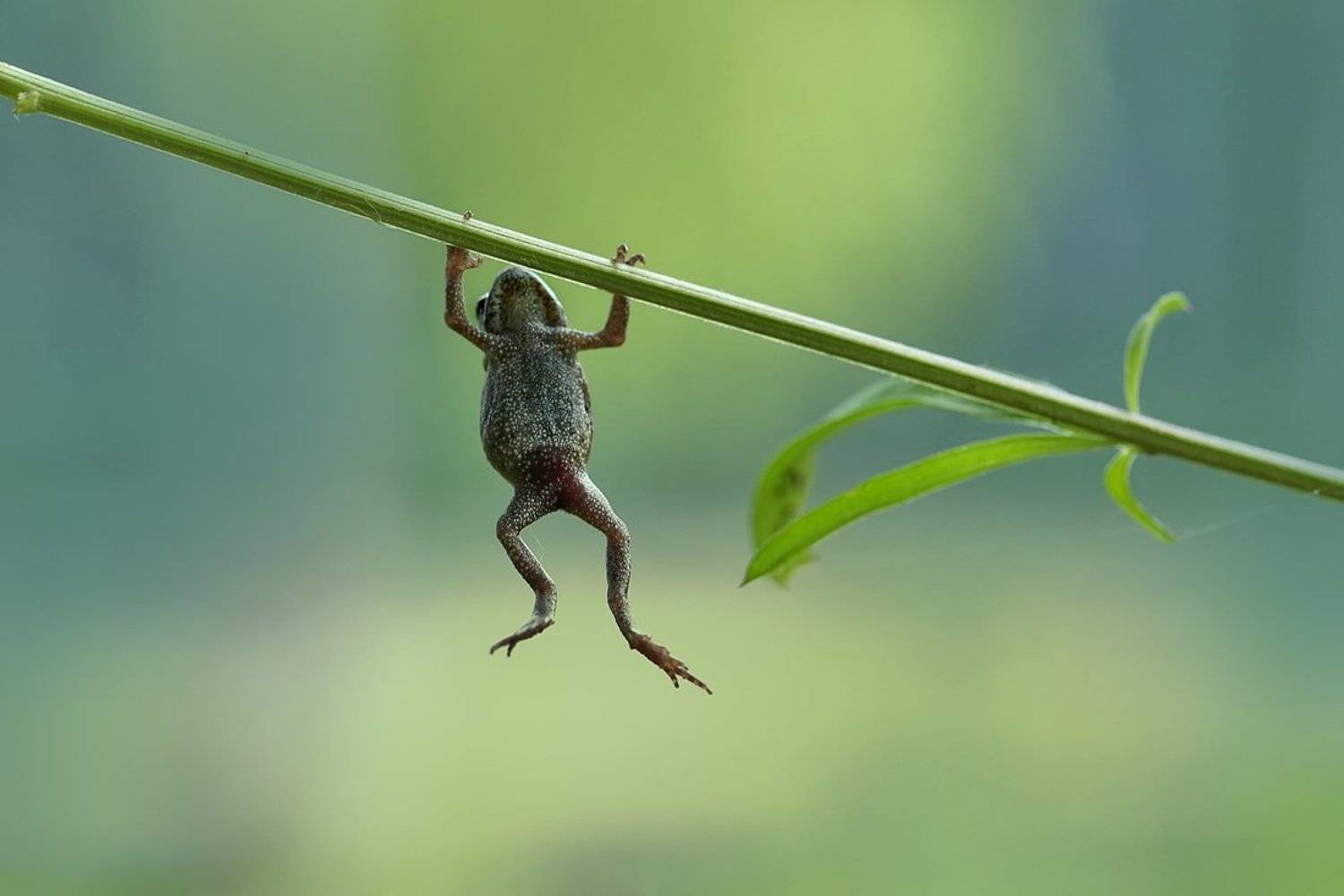 макро, лягушка, лето, спорт, macro, frog, Sokolova Tatiana