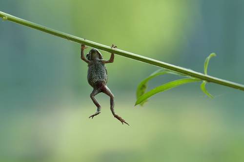 Подтягивания на перекладине