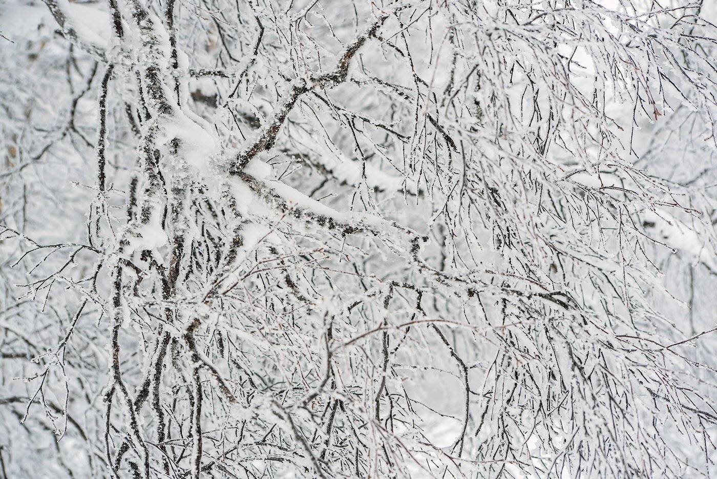 береза, ветки берёзы, иней, мороз, зима, облачность, туман, гора зелёная, шерегеш, горная шория, сибирь, Валерий Пешков