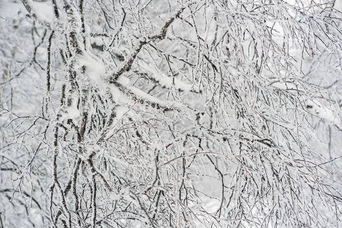 Pro берёзовые кружева ...