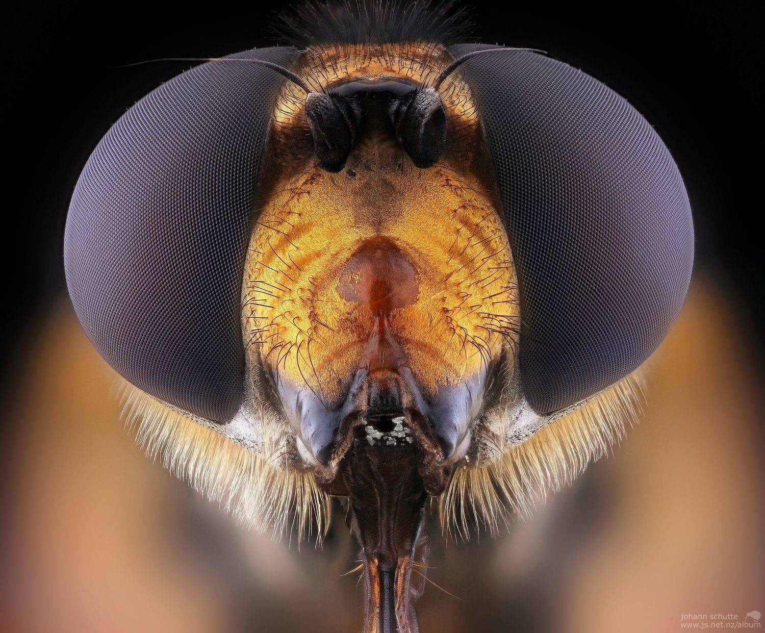 insec macro hoverfly fly johann schutte www.js.net.nz/album, Johann Schutte