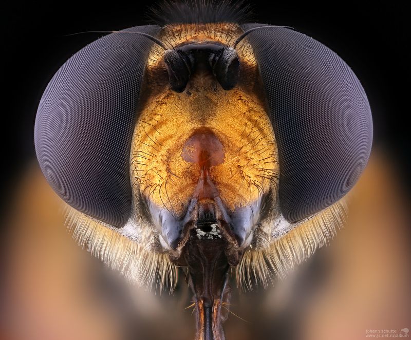 insec macro hoverfly fly johann schutte www.js.net.nz/album  Новозеландская журчалка фото превью