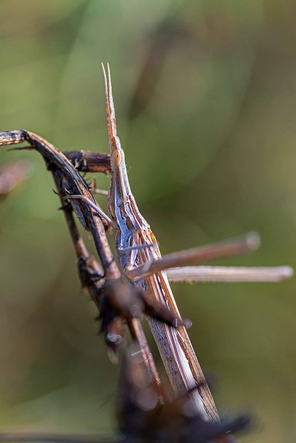 , Александр Земляной