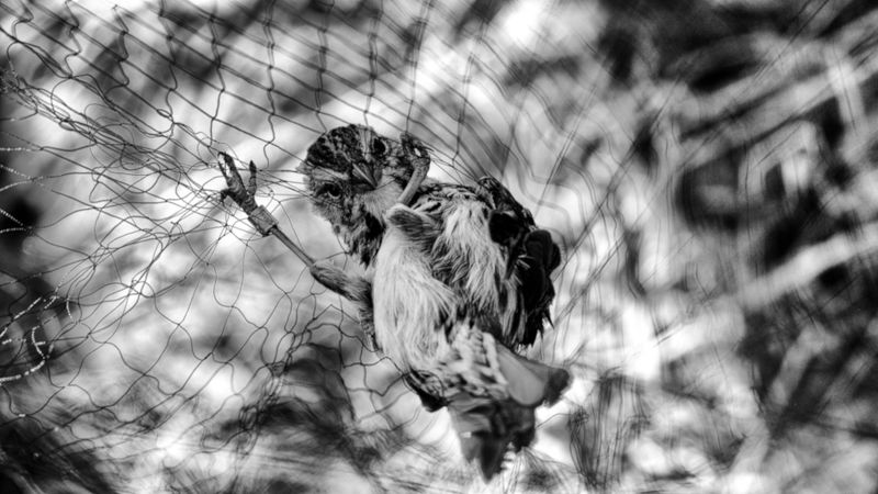 bird, nature The trap фото превью