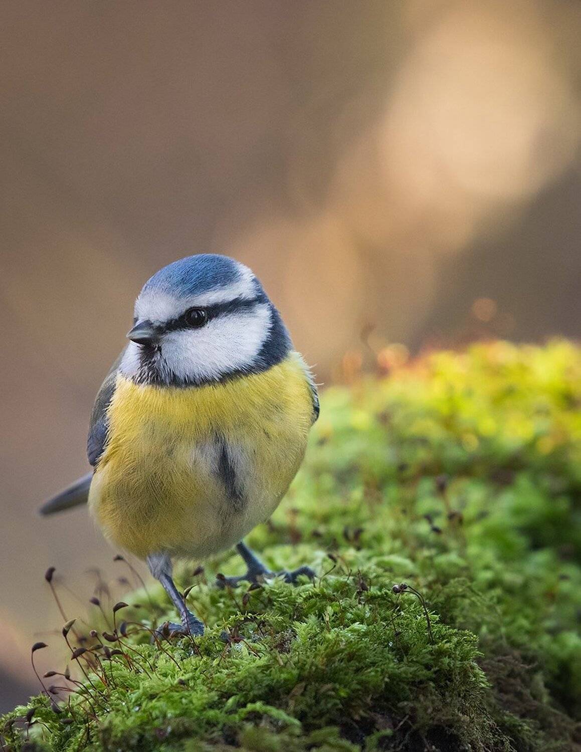 , Robert Adamec