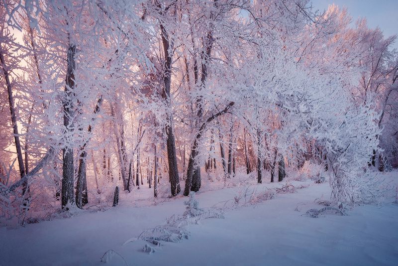 зима, сибирь, мороз, иней - 35 С фото превью