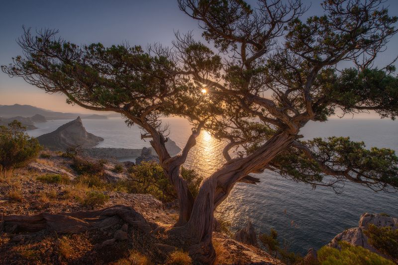 крым, новый свет, crimea Рассветное дерево фото превью