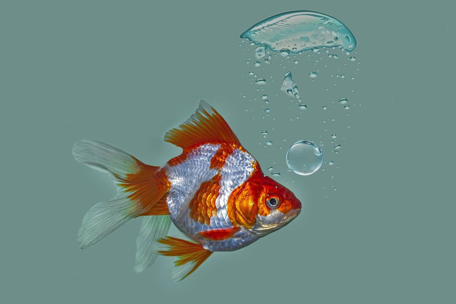 fish, macro, nature, beauty, beautiful, water, animal, in door, small, tank, NeCoTi ChonTin