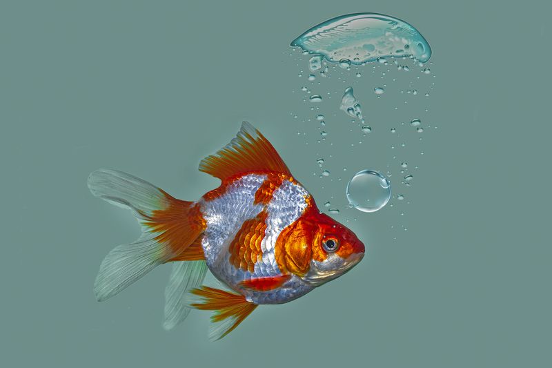 fish, macro, nature, beauty, beautiful, water, animal, in door, small, tank Small fish in the tank фото превью