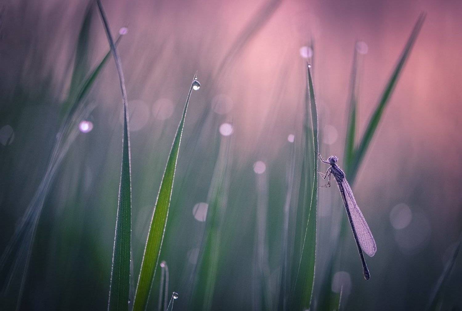 , Вячеслав Мищенко