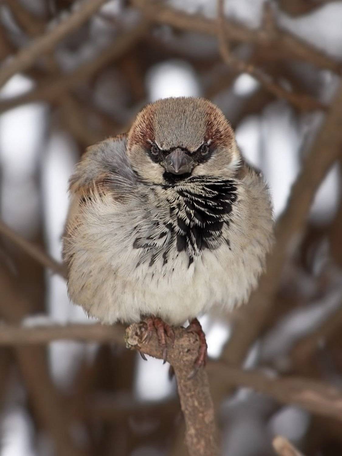 , Георги Славов