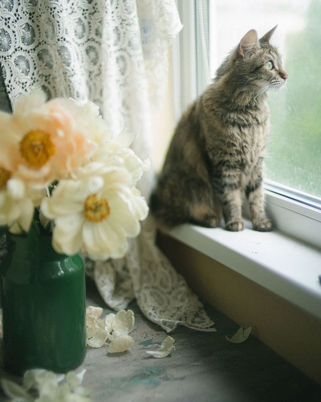 букет, пионы, свет, белый  фото превью