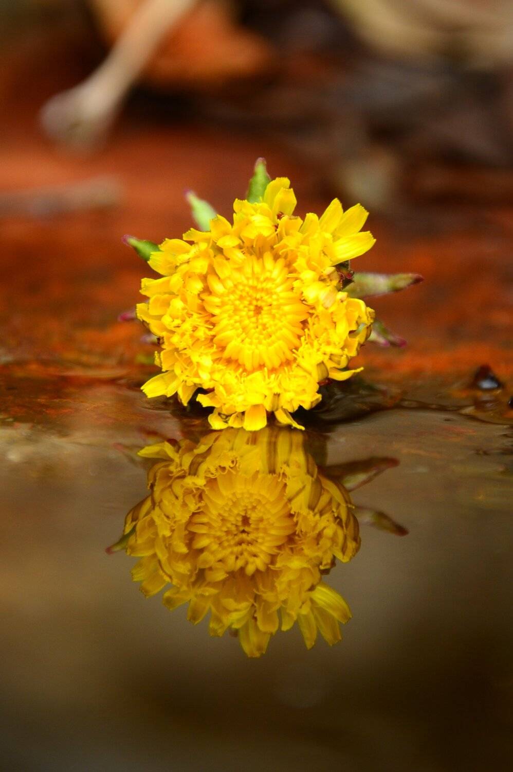 шаварёв, макро, природа, арт, фотография,, Александр Шаварёв