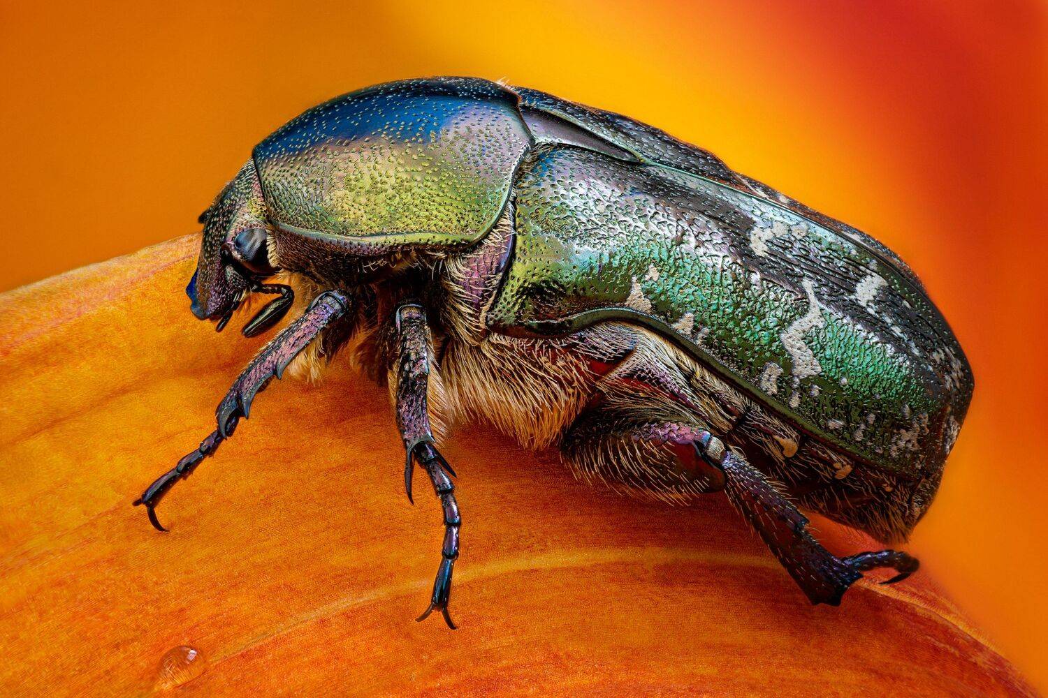 , Антон Финевич