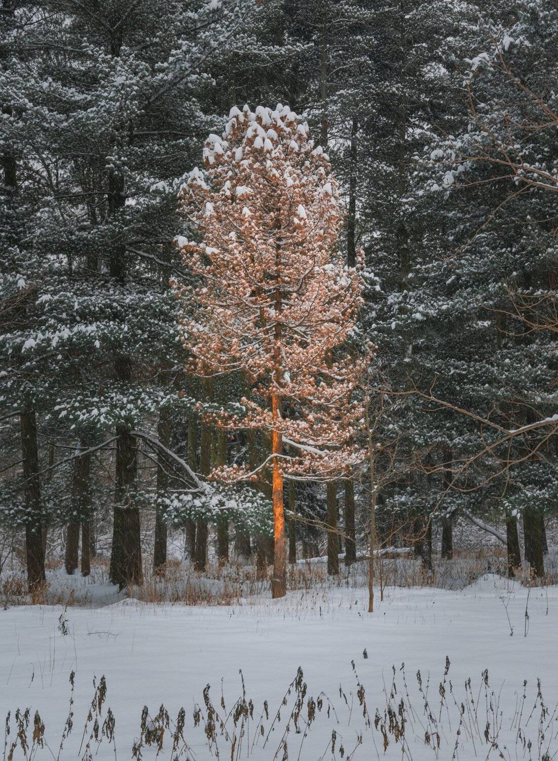 , Константин Дэм
