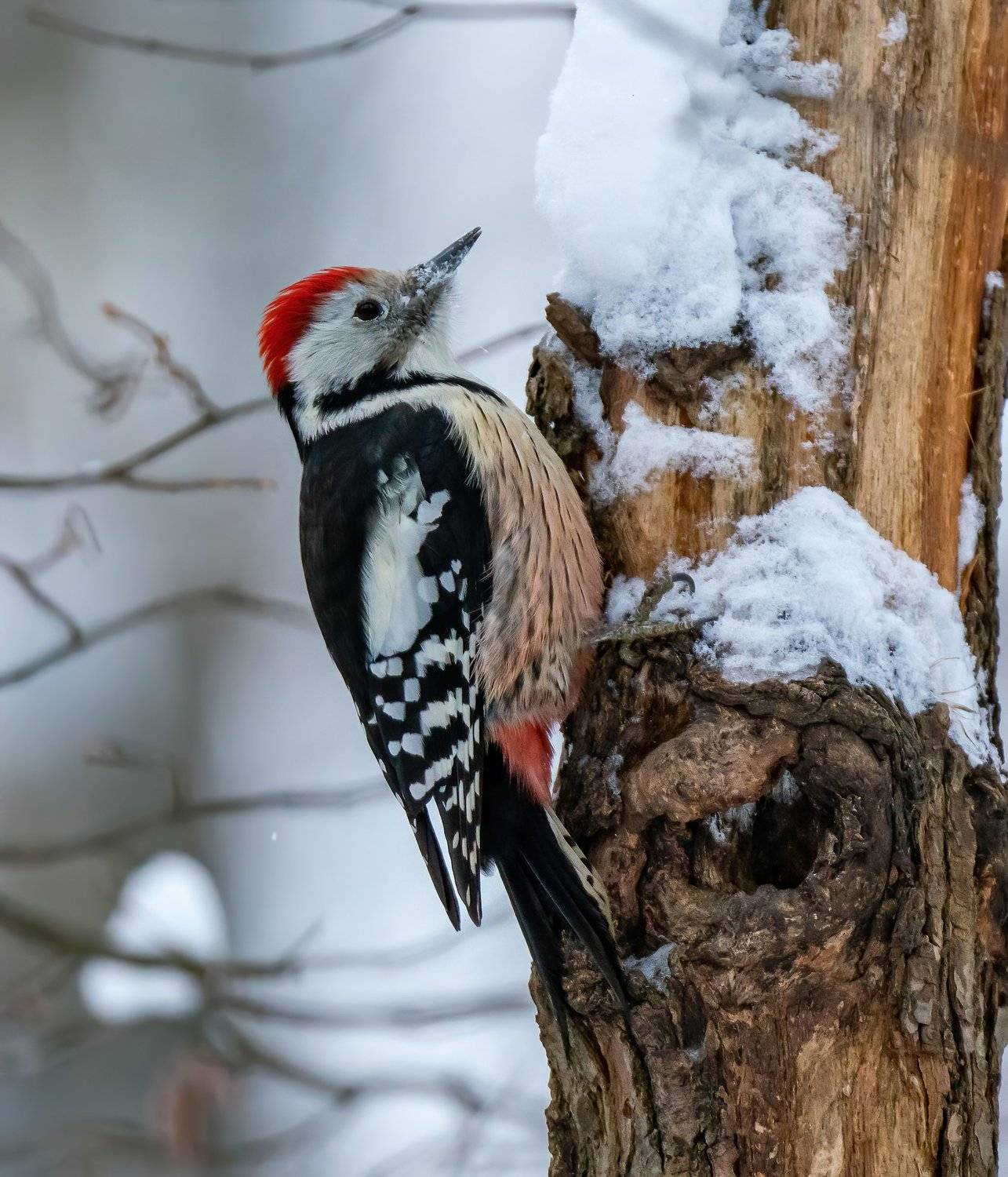 , Константин Дэм