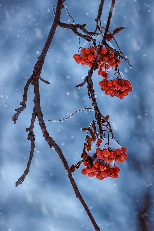 canon 55-250, beautiful, красивый, moment, момент, nature, природа, зимняя, winter, зима, branches, ветки, berries, ягоды, rowan, рябина, snow, снег, snowy, снежно, hoarfrost, изморозь, Рябиновое... фото превью