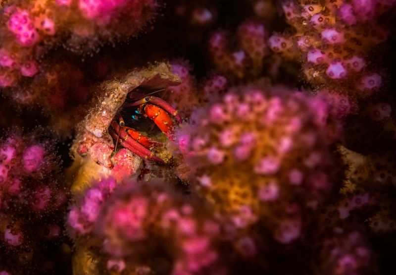 отшельник, подводный мир, макро  Отшельник фото превью