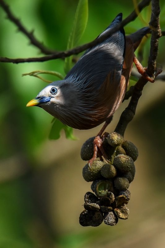 birds, bird, animal, wildlife Sun Kissed фото превью