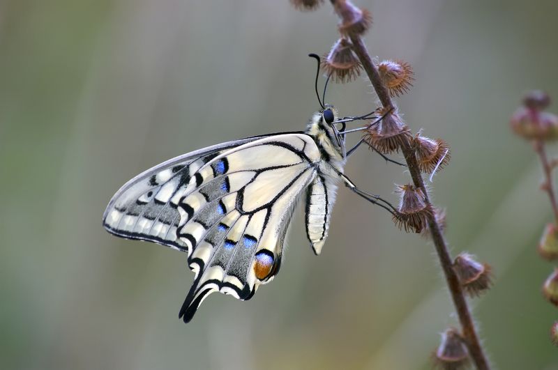 Бабочка Махаон (Papilio machaon) фото превью
