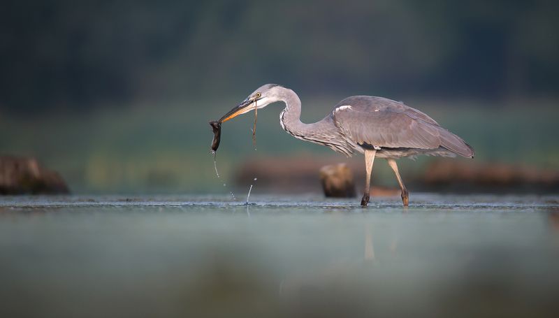 czapla siwa фото превью