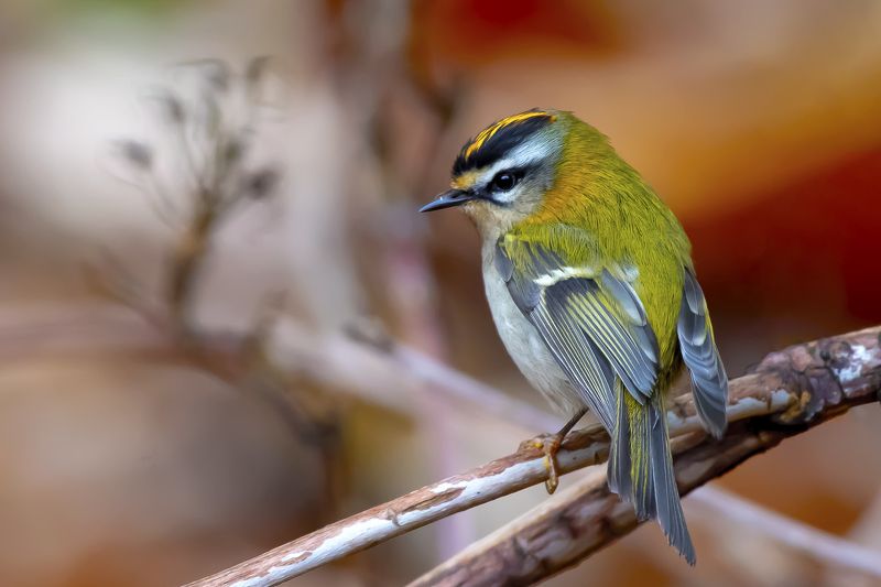 Firecrest фото превью