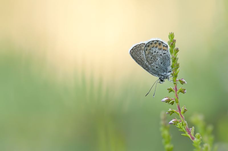 Утро в тиши :) фото превью